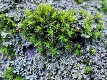 Plant form with wet leaves